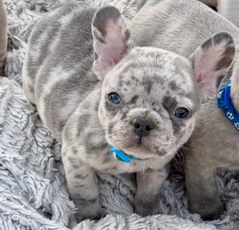 Franklin – French Bulldog puppy for sale in Baldwin City, KS