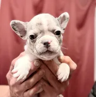 Dorothy, a female French Bulldog for sale in Baldwin City, KS – Photo 5 of 6