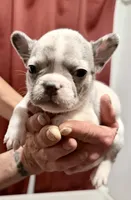 Dorothy, a female French Bulldog for sale in Baldwin City, KS – Photo 4 of 6