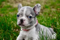 Dorothy, a female French Bulldog for sale in Baldwin City, KS – Photo 2 of 6