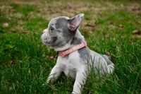 Dorothy, a female French Bulldog for sale in Baldwin City, KS – Photo 3 of 6