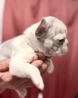 Dorothy, a female French Bulldog for sale in Baldwin City, KS – Photo 6 of 6