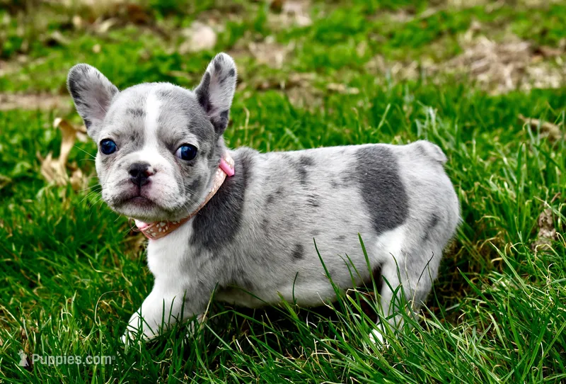 Dorothy – French Bulldog puppy for sale in Baldwin City, KS