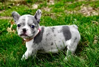 Dorothy, a female French Bulldog for sale in Baldwin City, KS – Photo 1 of 6