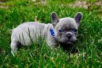 Henry, a male French Bulldog for sale in Baldwin City, KS – Photo 2 of 4