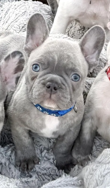 Henry – French Bulldog puppy for sale in Baldwin City, KS