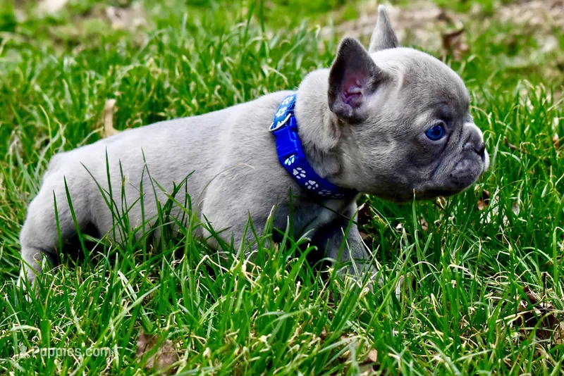 Henry – French Bulldog puppy for sale in Baldwin City, KS
