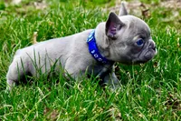 Henry, a male French Bulldog for sale in Baldwin City, KS – Photo 1 of 4