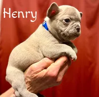 Henry, a male French Bulldog for sale in Baldwin City, KS – Photo 4 of 4