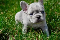 George, a male French Bulldog for sale in Baldwin City, KS – Photo 2 of 3