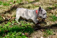 George, a male French Bulldog for sale in Baldwin City, KS – Photo 3 of 3
