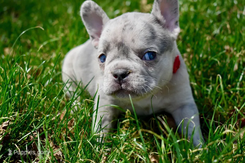 George – French Bulldog puppy for sale in Baldwin City, KS
