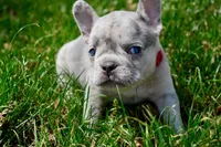 George, a male French Bulldog for sale in Baldwin City, KS – Photo 1 of 3