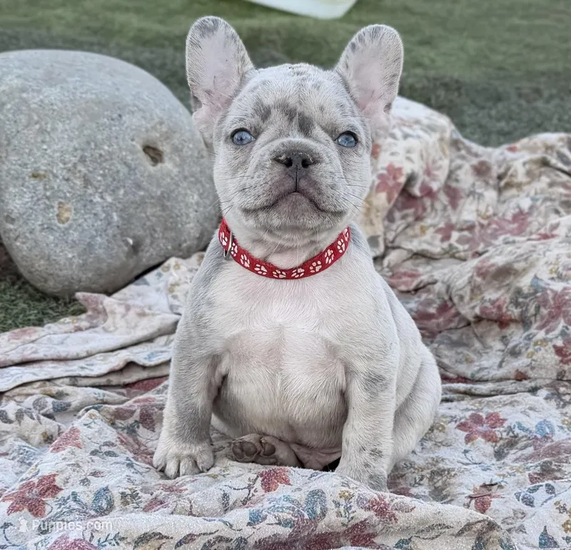 George – French Bulldog puppy for sale in Baldwin City, KS