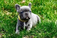 Ruth, a female French Bulldog for sale in Baldwin City, KS – Photo 2 of 5