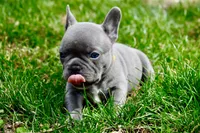 Ruth, a female French Bulldog for sale in Baldwin City, KS – Photo 5 of 5