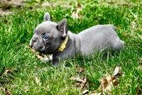 Ruth, a female French Bulldog for sale in Baldwin City, KS – Photo 3 of 5