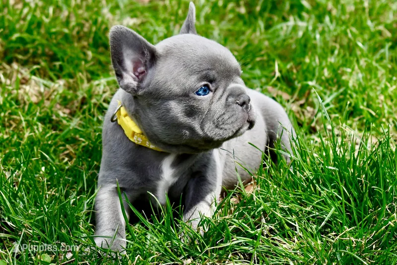 Ruth – French Bulldog puppy for sale in Baldwin City, KS