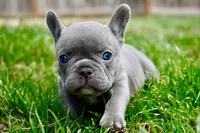 Ruth, a female French Bulldog for sale in Baldwin City, KS – Photo 4 of 5