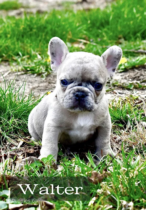 Walter – French Bulldog puppy for sale in Baldwin City, KS