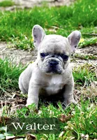 Walter, a male French Bulldog for sale in Baldwin City, KS – Photo 1 of 4
