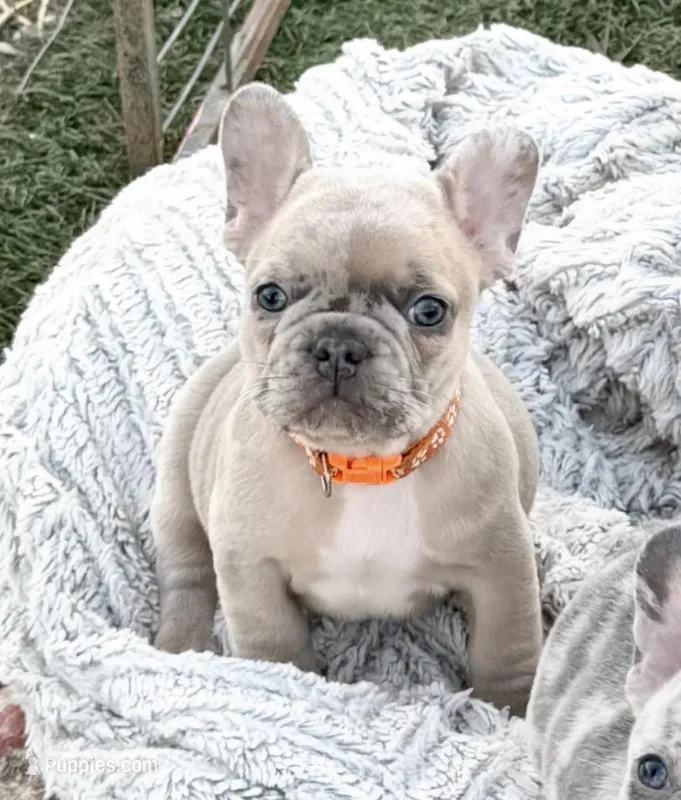 Walter – French Bulldog puppy for sale in Baldwin City, KS
