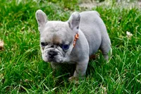 Walter, a male French Bulldog for sale in Baldwin City, KS – Photo 2 of 4