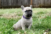 Louise, a female French Bulldog for sale in Baldwin City, KS – Photo 1 of 4