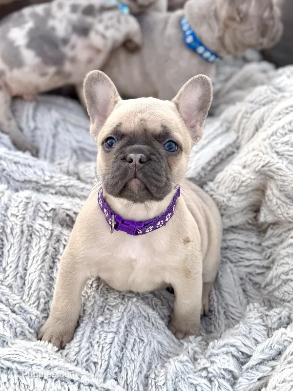 Louise – French Bulldog puppy for sale in Baldwin City, KS