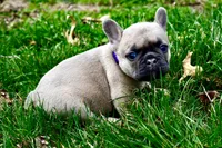 Louise, a female French Bulldog for sale in Baldwin City, KS – Photo 4 of 4