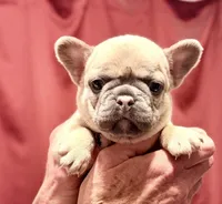 Louise, a female French Bulldog for sale in Baldwin City, KS – Photo 2 of 4