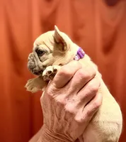 Louise, a female French Bulldog for sale in Baldwin City, KS – Photo 3 of 4