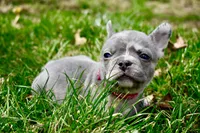 Maxine, a female French Bulldog for sale in Baldwin City, KS – Photo 2 of 2