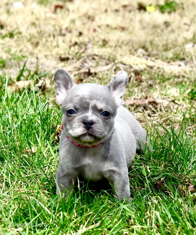 Maxine – French Bulldog puppy for sale in Baldwin City, KS