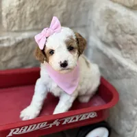 Shay, a female Cavapoo for sale in Dallas, TX – 1 of 4