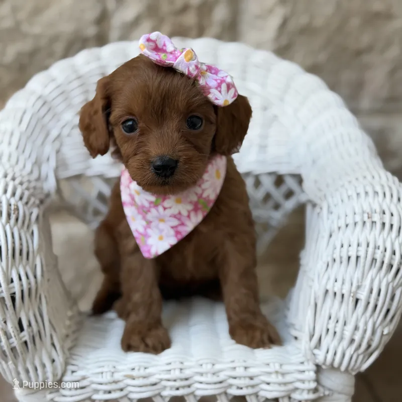 Daisy – Cavapoo puppy for sale in Fort Worth, TX