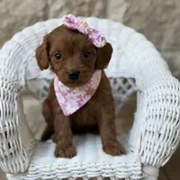 Daisy, a female Cavapoo for sale in Fort Worth, TX – 1 of 1