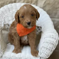 Gage, a male Miniature Goldendoodle for sale in Fort Worth, TX – 1 of 1