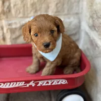 Shaun , a male Cavapoo for sale in Dallas, TX – 2 of 3