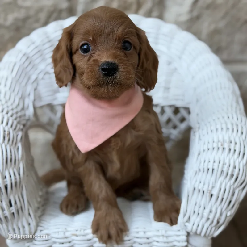 Sammy – Cavapoo puppy for sale in Fort Worth, TX