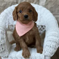 Sammy, a male Cavapoo for sale in Fort Worth, TX – 1 of 3