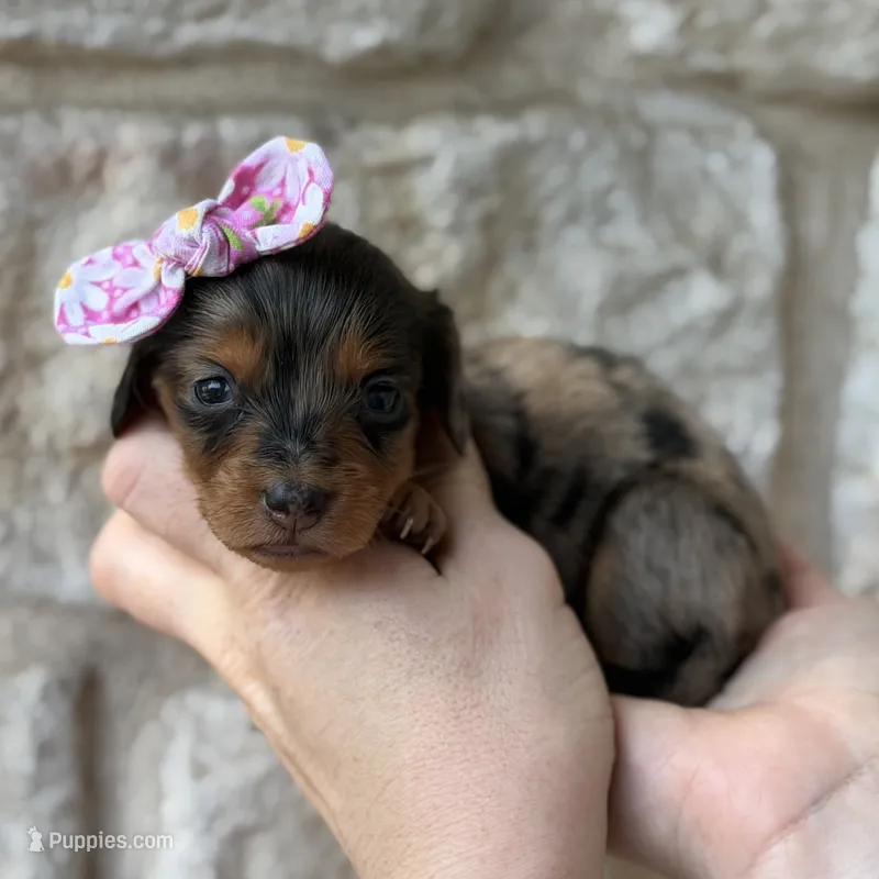 Tator Tot – Miniature Dachshund puppy for sale in Fort Worth, TX