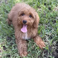 Lexi, a female Miniature Goldendoodle for sale in Fort Worth, TX – 1 of 3