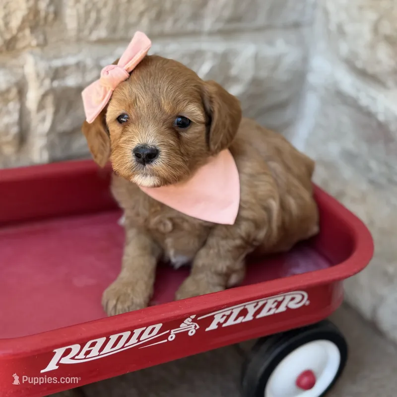 Sally – Cavapoo puppy for sale in Dallas, TX