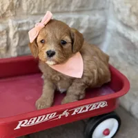 Sally, a female Cavapoo for sale in Dallas, TX – 1 of 2