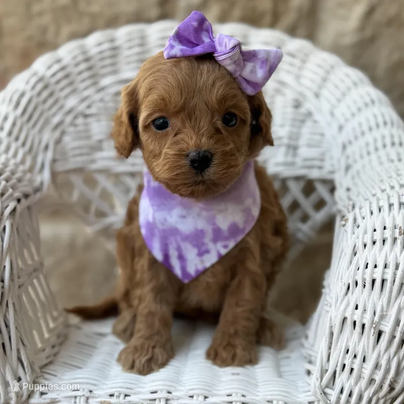 Raylie – Cavapoo puppy for sale in Dallas, TX
