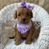 Raylie, a female Cavapoo for sale in Dallas, TX – Photo 1 of 2