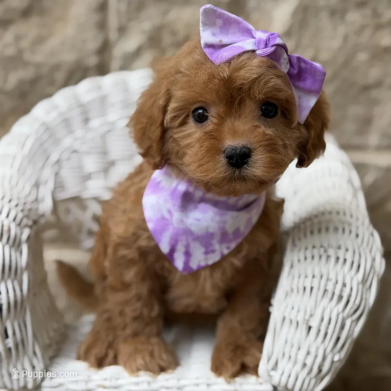 Raylie – Cavapoo puppy for sale in Dallas, TX
