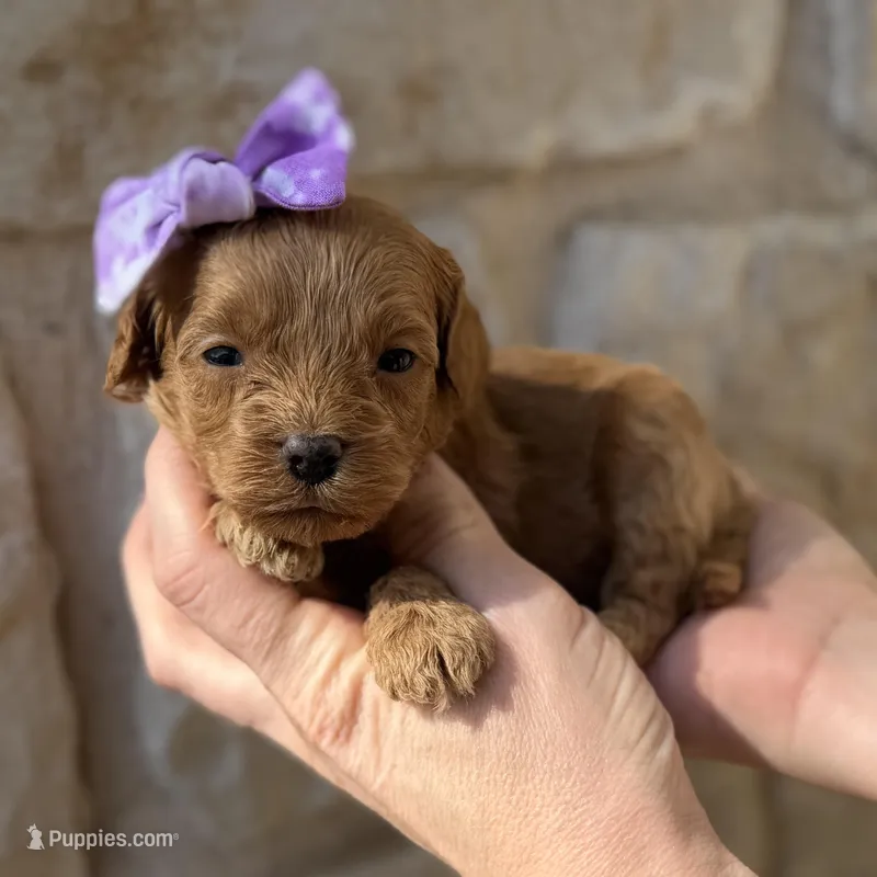 Raylie – Cavapoo puppy for sale in Dallas, TX