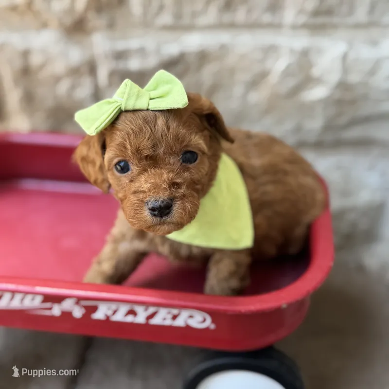 Shelly – Cavapoo puppy for sale in Dallas, TX